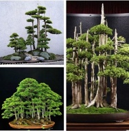 Hạt giống cây bonsai quý hiếm xuất xứ từ Nhật bản gồm 20 hạt - INTL thumbnail