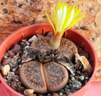 10 เมล็ด เมล็ดพันธุ์ ไลทอป กระบองเพชร ไม้อวบน้ำ กุหลาบหิน แคคตัส Living Stones Lithops Castus สายพันธุ์ lesliei C018