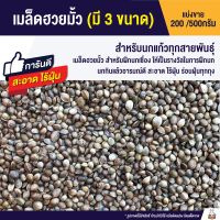 PTP16jj8p เมล็ดฮวยมั้ว เกรดA เนื้อแน่น สำหรับฝึกนก ร่อนฝุ่นแล้ว (เม็ดเล็ก-เม็ดกลาง-เม็ดใหญ่ แบ่งขาย200g./500g.) XCODEBF อาหารสัตว์