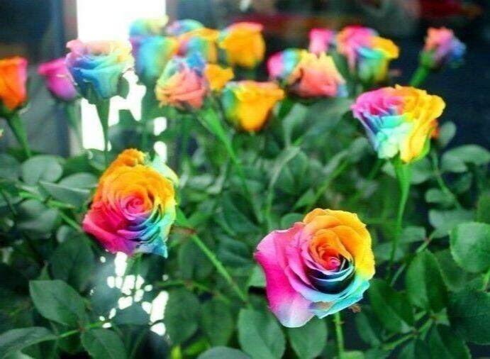 30-เมล็ด-เมล็ดพันธุ์-ดอกกุหลาบ-สีเรนโบว์-พันธุ์ดอกใหญ่-นำเข้า-rose-seeds