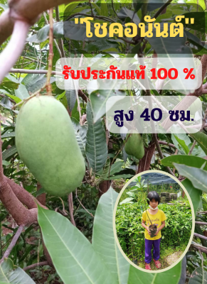 2 ต้น มะม่วงสายพันธุ์โชคอนันต์ ต้นเสียบยอด ต้นสูง 40 ซม. ขึ้นไป มีพร้อมจัดส่ง