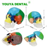 Human Anatomical Model Medical Skull Model Anatomy Skeleton Head Model Dental Clinic Teaching Equipment Dentistry Supplies