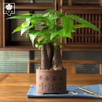 [COD] tree potted plant indoor bonsai evergreen green living room office desktop flower lucky