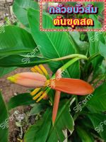 กล้วยบัวส้ม (Flowering banana) เป็นต้นขุดสด จัดส่งขนาดคละไซส์ ขุดตามออเดอร์ จัดส่ง 1-3 วันได้รับสินค้า รบกวนอ่านรายละเอียด