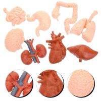 8 Pcs Simulated Models Human Body Kids Decorating Tools Gastrointestinal Brain Organ Maniquin Anatomy