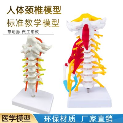 Cervical spine with carotid artery after teaching model of human lumbar intervertebral disc and the occipital nerve bone frame joint model