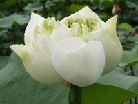 เมล็ดบัวหลวงดอกสีขาว ดอกใหญ่ ของแท้ 100% เมล็ดพันธ์ุบัวหลวง ดอกบัว ปลูกบัว เม็ดบัว สวนบัว  9 เมล็ด.