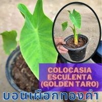 Colocasia Gold Taro ต้นบอนเผือกทองคำ น่าสะสม 1 ต้น จัดส่งไปพร้อมกระถาง
