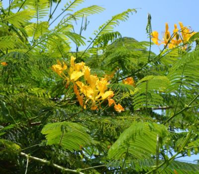 30 เมล็ด เมล็ดพันธุ์ หางนกยูงฝรั่ง สีเหลือง Flame Tree, Flamboyant, Royal Poinciana.
