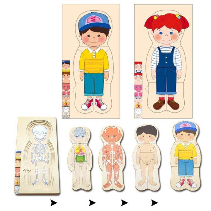 Montessori Educational Kids Wooden Toy Body Parts and Organs Anatomy