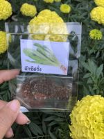 เมล็ดพันธุ์ผักชีฝรั่ง ซองละ 29 บาท