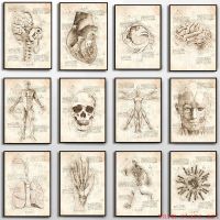 Vintage Anatomy Physiology โปสเตอร์-โครงสร้างร่างกาย Sketch - Skeleton Aesthetics Wall Art สำหรับตกแต่งห้อง-ภาพวาดผ้าใบสำหรับตกแต่งบ้าน