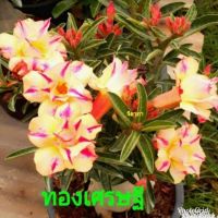 12 เมล็ด เมล็ดพันธุ์ ชวนชม สายพันธุ์ไต้หวัน ดอกสีส้ม Adenium Seed กุหลาบทะเลทราย Desert Rose ราชินีบอนไซ อัตราการงอกสูง 80-90% มีคู่มือปลูก