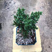 สนเลื้อยแคระ พร้อมกระถางพลาสติก 4 นิ้ว+จานรอง(สีเขียว,สีน้ำตาล) Juniper procumbens nana แต่งบ้าน แต่งโต๊ะทำงาน