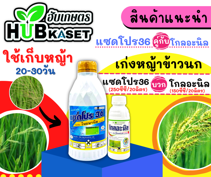 แซดโปร36-1ลิตร-โพรพานิล-คุมวัชพืชในนาหว่านน้ำตม-ทั้งใบแคบ-ใบกว้างและกก