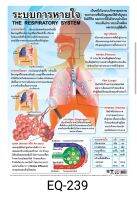 ระบบการหายใจ EQ 239 โปสเตอร์สื่อการสอน หุ้มพลาสติก ขนาด 50 * 70 cm