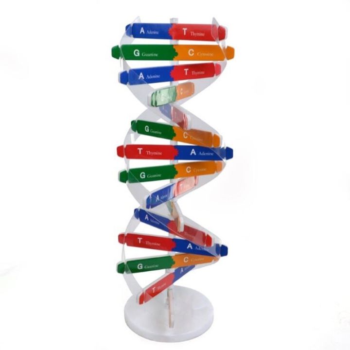 โมเดลโครงสร้างยีนส์-dna-มนุษย์-อุปกรณ์สำหรับการเรียนการสอนวิทยาศาสตร์