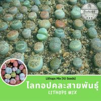 LITHOPS - mix (10 เมล็ด)