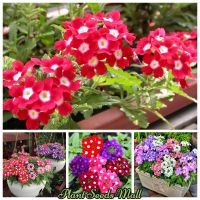 HOT** เมล็ดดอกไม้ เวอร์บีน่า เมล็ดบอนสี Verbena hybrida flower seeds ต้นไม้มงคล ต้นไม้ฟอกอากาศ ต้นไม้ประดับ บรรจุ 200 เมล็ด ส่งด่วน พรรณ ไม้ น้ำ พรรณ ไม้ ทุก ชนิด พรรณ ไม้ น้ำ สวยงาม พรรณ ไม้ มงคล