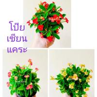 DDPLANTSโป๊ยเซียนแคระ 3 กษัตริย์ 3 สี ต้นไม้มงคล (1เซต 3 ต้น)