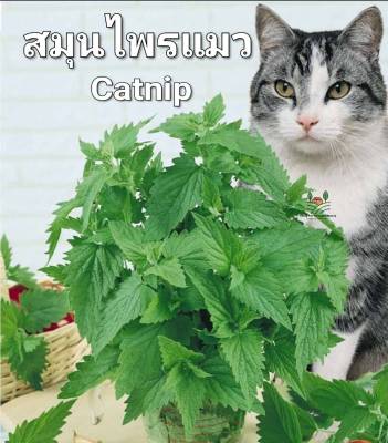 สมุนไพรแมว Catnip Seed เมล็ดพันธุ์แคทนิป บรรรจุ 50 เมล็ด 10 บาท