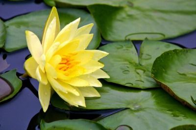5 เมล็ด เมล็ดบัว ดอกสีเหลือง ดอกเล็ก พันธุ์แคระ จิ๋ว ของแท้ 100% เมล็ดพันธุ์บัวดอกบัว ปลูกบัว เม็ดบัว สวนบัว บัวอ่าง Lotus seed.