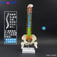 Spot parcel post45cm Color Human Spine Spine Pelvis Cervical Spine Skeleton Model Massage Orthopedics Department of Bone Setting Pain Department