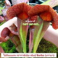 ต้นซาราซิเนีย พันธุ์ Sarracenia Barba (ส่งทั้งกระถาง 3 - 8 นิ้ว) ไม้กินแมลง ใบกระเปราะบานแดงสวย ไม้ประดับแต่งสวย ชอบน้ำ/แดด/ชื้น