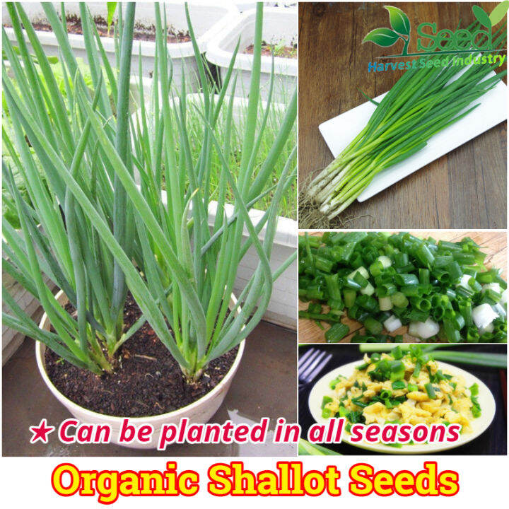 [Fast Germination] Green Shallot Seeds for Planting (200 seeds/pack