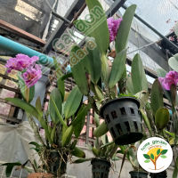 ????กล้วยไม้แคทลียา (Cattleya orchid) ???? มีหลากหลายสีให้เลือก จัดส่งพร้อมกระถาง กระถางขนาด 3.5-4 นิ้ว (ถ้าติดดอกจะคัดส่งให้จร้า)???