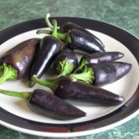 เมล็ดพันธุ์ พริกจาราปิโน่ สีม่วง (Purple Jalapeno Pepper Seed) บรรจุ 15 เมล็ด คุณภาพดี ของแท้ 100%