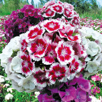 เมล็ดพันธุ์ ดอกไม้ ดอกผีเสื้อ  Dianthus จำนวน 50 เมล็ด 19 บาท เมล็ดพันธุ์ คุณภาพดี จัดส่งรวดเร็ว มีเก็บเงินปลายทาง มีแถมวิธีการปลูก