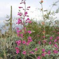 เมล็ดพันธุ์ เพนสตีมอน penstemon gentianoides beardtongue 200 เมล็ด เมล็ดพันธุ์นำเข้าจาก อังกฤษ