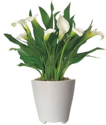 20 เมล็ดพันธุ์ ต้นคาลล่าลิลลี่ คาลล่า ลิลลี่ (Calla Lily) เป็นดอกไม้ ที่แทนสัญลักษณ์แห่งความรัก อัตราการงอก 80-85%