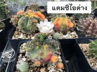 แดมซิไอด่าง แดมซิไอ ยิมโน cactus gymnocalycium แม่ลูกดก ลูกชุบ กระบองเพชร แคคตัส damsii แดม ซิไอ แม่ ลูก ดก ยิม