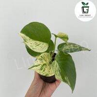 พลูด่าง พลูทอง พลูราชินีหินอ่อน (Devils Ivy , Golden Pothos ,Marble Queen )