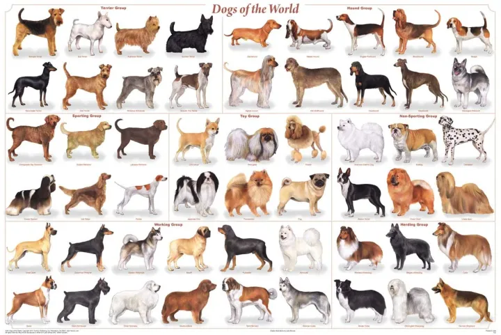 x Laminated Dogs of the World Educational Animal Chart Poster | Lazada PH