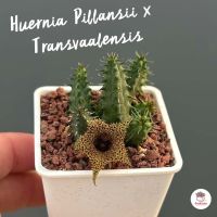 เก๋งจีน Huernia Pillansii x Transvaalensis แคคตัส กระบองเพชร cactus&amp;succulent