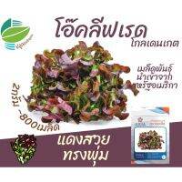 เมล็ด ผักสลัด โอ๊คลีฟเรด โกลเดนเกต ( Oakleaf​ Red ) จำนวน 800 เมล็ด นำเข้าจากสหรัฐอเมริกา เรดโอ๊ค เรด