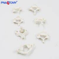 Separate section 7 cervical vertebra bone model 1 medical teaching bonesetting powder bone bone specimens AIDS