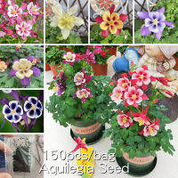 *ขายเมล็ดพันธุ์/ประเทศไทยพร้อมสต็อก* คละได้ 150เมล็ด Mixed Colors Aquilegia Seed Flower Seeds for Planting เมล็ดดอกไม้ ดอกไม้ปลูก ต้นไม้ฟอกอากาศ พันธุ์ดอกไม้ แต่งบ้านและสวน Balcony Flower Plant Seed เมล็ดบอนสีสวยๆ ต้นไม้มงคล บอนสีแปลกๆ บอนไซ ไม้ประดับ