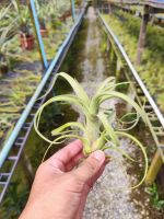 Tillandsia Curly Slim