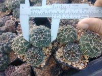 ??ยิมโนอ๊อกโซ พอต 3-5 ต้น?? Gymnocalycium ochoterenae  ขนาด 2-3 ซม.  ต้นกระบองเพชร ต้นแคคตัส (แคคตัส กระบองเพชร)