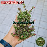 แพรทับทิม คุณนายญี่ปุ่น ดอกสวย กระถาง 2 นิ้ว แพรทับทิมแน่นๆ กระถาง