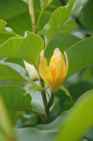 ต้นจำปาดอก (ร้อยมาลัย) ดอกมีกลิ่นหอม ราคาดี มีคุณค่าทางเศรษฐกิจ ไม้โตเร็ว สามารถสร้างรายได้มหาศาลแก่ผู้ปลูก ต้นละ 69 บาท