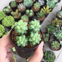 New!! มาใหม่! น่ารักทุกต้น Mini cactus succulent ต้นไม้จิ๋ว ตั้งโต๊ะHomeOffice/WorkOffice/Tower/Gift