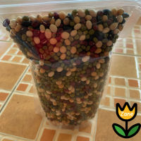 GRADE A - Raw 5 Color Bean // 500G.