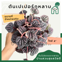 เปเปอร์หน้าย่นแดง เปเปอร์หน้าย่นแดง มาในกระถางพร้อมตั้ง pepperomia