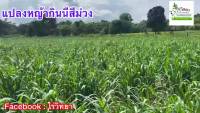 (โปร++) เมล็ดพันธุ์หญ้ากินนีสีม่วง 1 กิโลกรัม เกรดส่งออก (Purple Guinea Grass) ส่วนลด เมล็ดพันธุ์ พันธุ์ข้าว เมล็ดหญ้า เมล็ดข้าวโพด