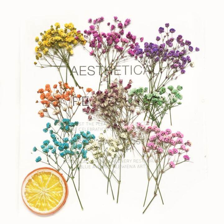 cc-60pcs-5-10cm-dried-pressed-absorbed-gypsophila-flowers-herbarium-jewelry-photo-frame